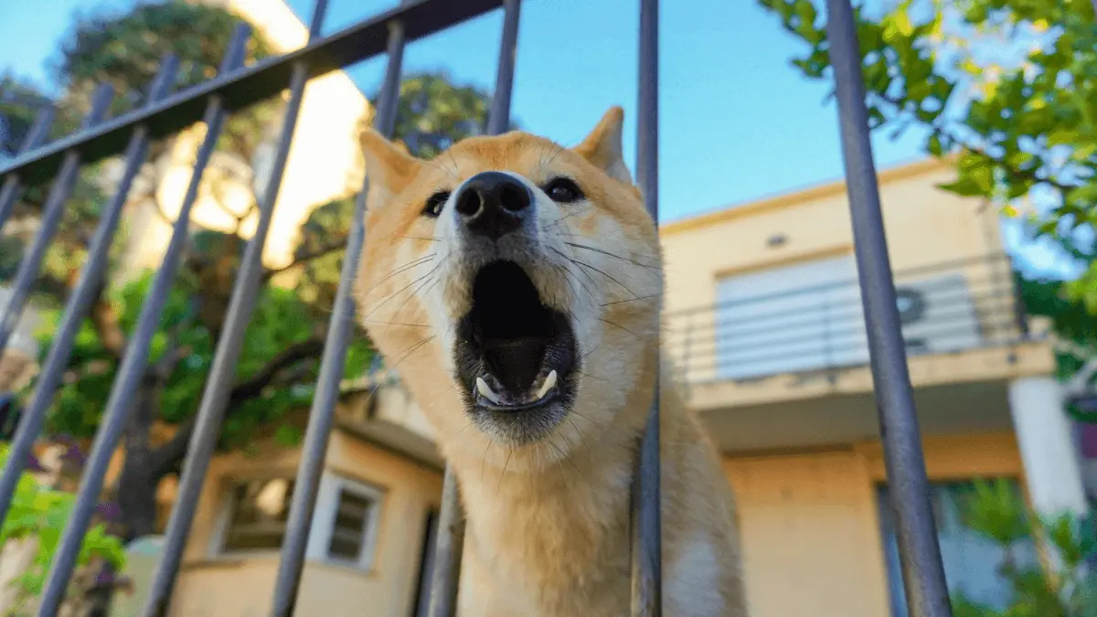 a dog barking behind the bars