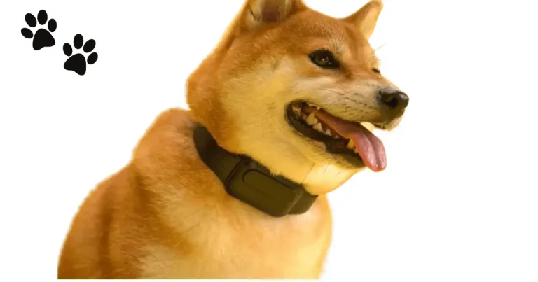 dog wearing bark collar