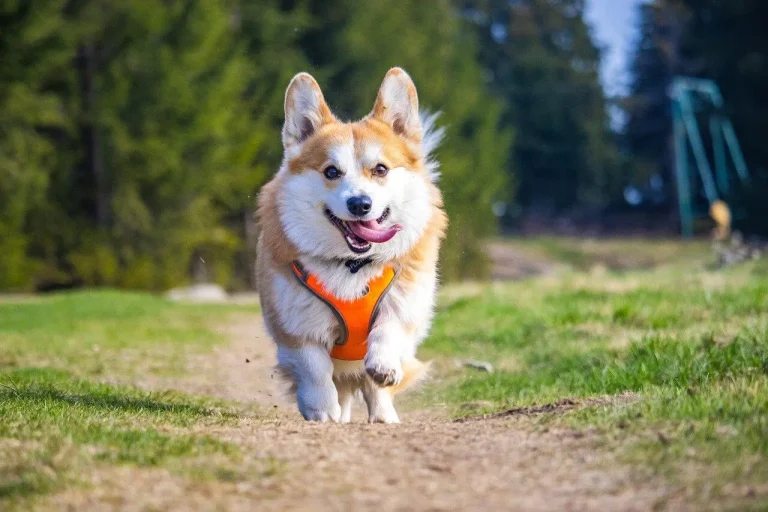 Dog Collar – A Comprehensive Guide 